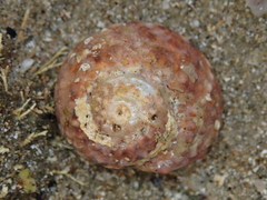 Modelia granosa