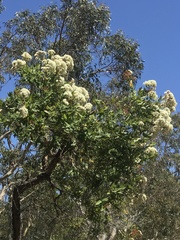 Angophora hispida