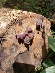 Auricularia fuscosuccinea
