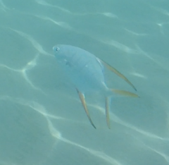 Trachinotus rhodopus