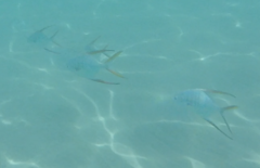 Trachinotus rhodopus