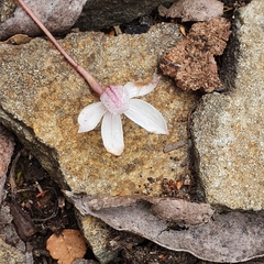 Caladenia alpina