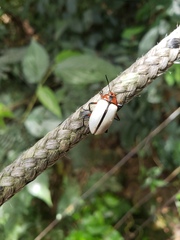 Poecilesthus suturalis