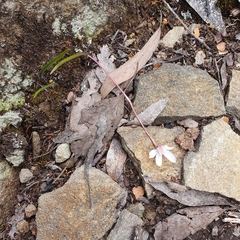 Caladenia alpina