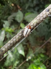 Poecilesthus suturalis