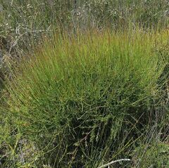 Choretrum pauciflorum