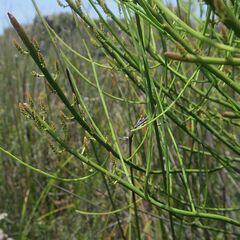 Choretrum pauciflorum