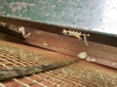 Phaegopterina