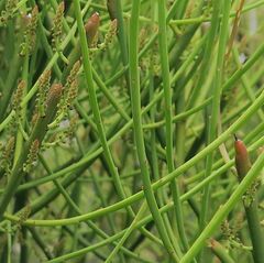 Choretrum pauciflorum