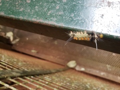 Phaegopterina