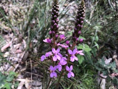 Stylidium