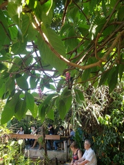 Chrysuronia versicolor