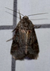 Trichordestra legitima