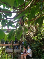 Chrysuronia versicolor