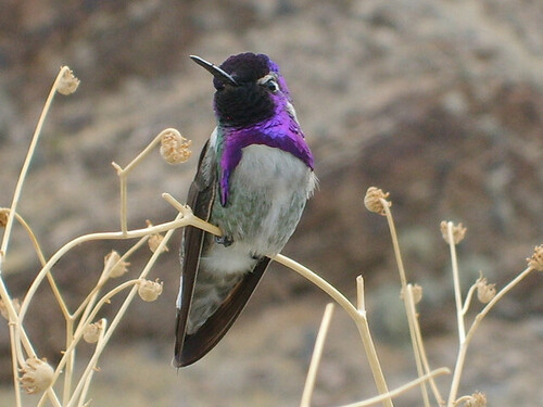 Costa's Hummingbird
