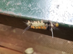 Phaegopterina