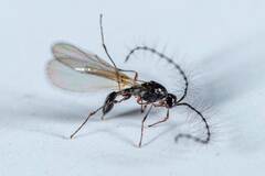 Diapriinae
