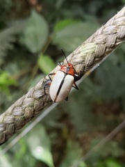 Poecilesthus suturalis