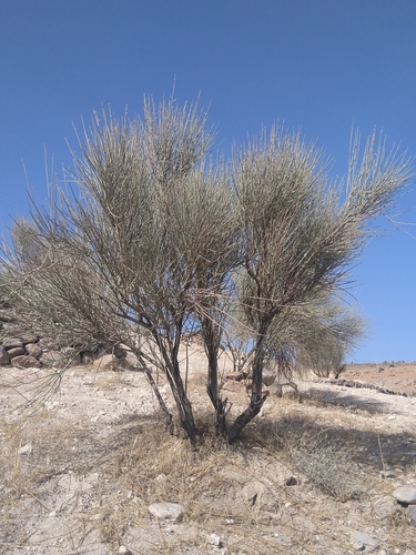 Prunus scoparia, photograph 4