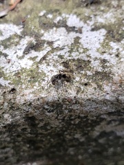 Dolichoderus bispinosus