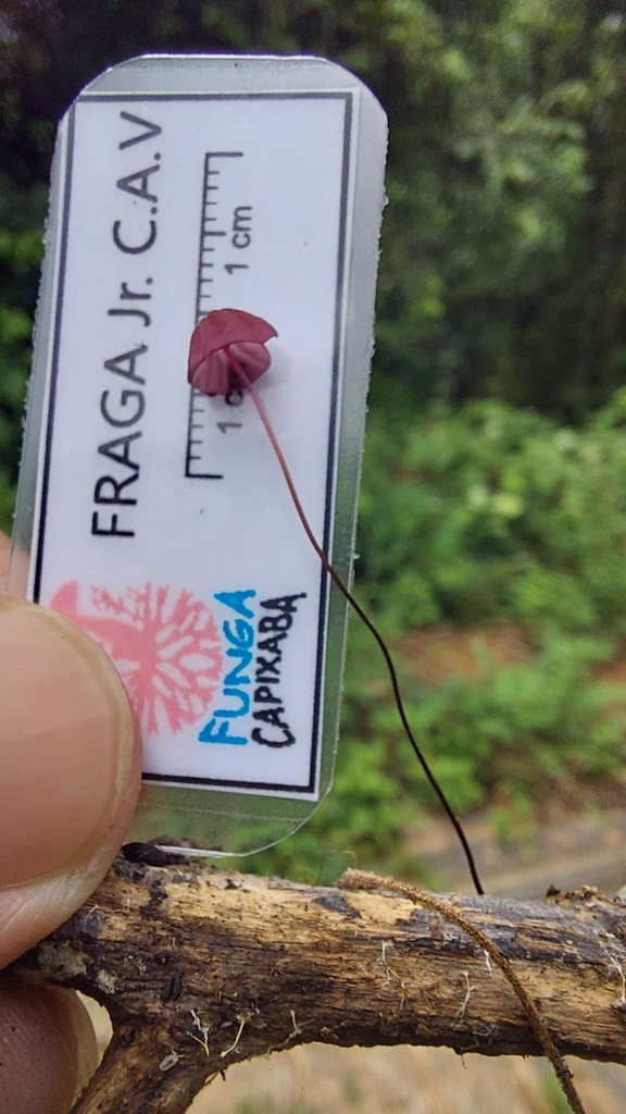 Marasmius haematocephalus · December 2022 · photo: © carlosvidigal (iNaturalist, cc-by-sa)