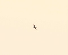 Gallinago