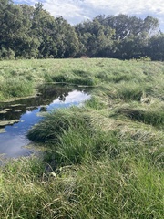 Cyperus blepharoleptos