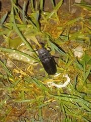 Mallodon spinibarbis