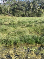 Cyperus blepharoleptos