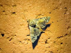 Lepidoptera