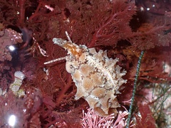 Pusula solandri