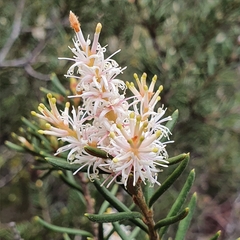 Orites revolutus