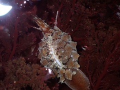 Pusula solandri