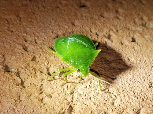 Loxa virescens