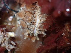 Pusula solandri