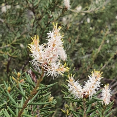 Orites revolutus