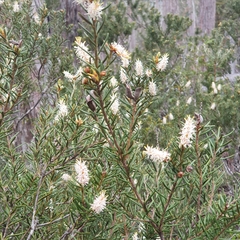 Orites revolutus