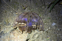 Eryphanis