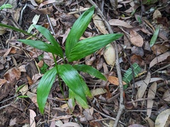 Archontophoenix cunninghamiana