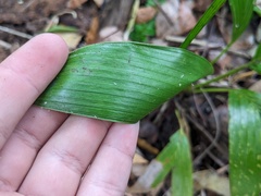 Archontophoenix cunninghamiana