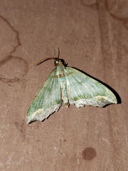 Oligopleura malachitaria