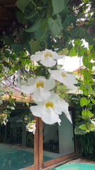 Thunbergia grandiflora