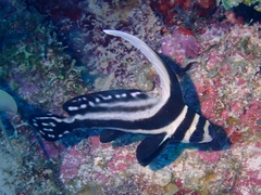 Eques punctatus