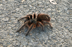 Dugesiella anitahoffmannae