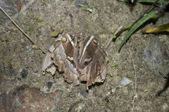 Eryphanis