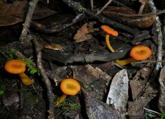 Pseudohygrocybe