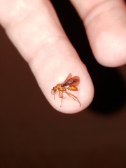 Ectatomminae