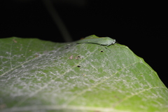Anaulacomerina