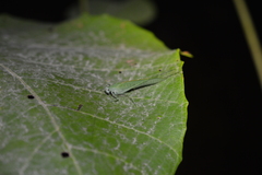 Anaulacomerina