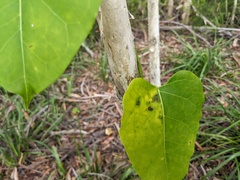 Leichhardtia rostrata